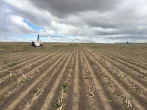 Muddy row crop field in southwest Nebraska