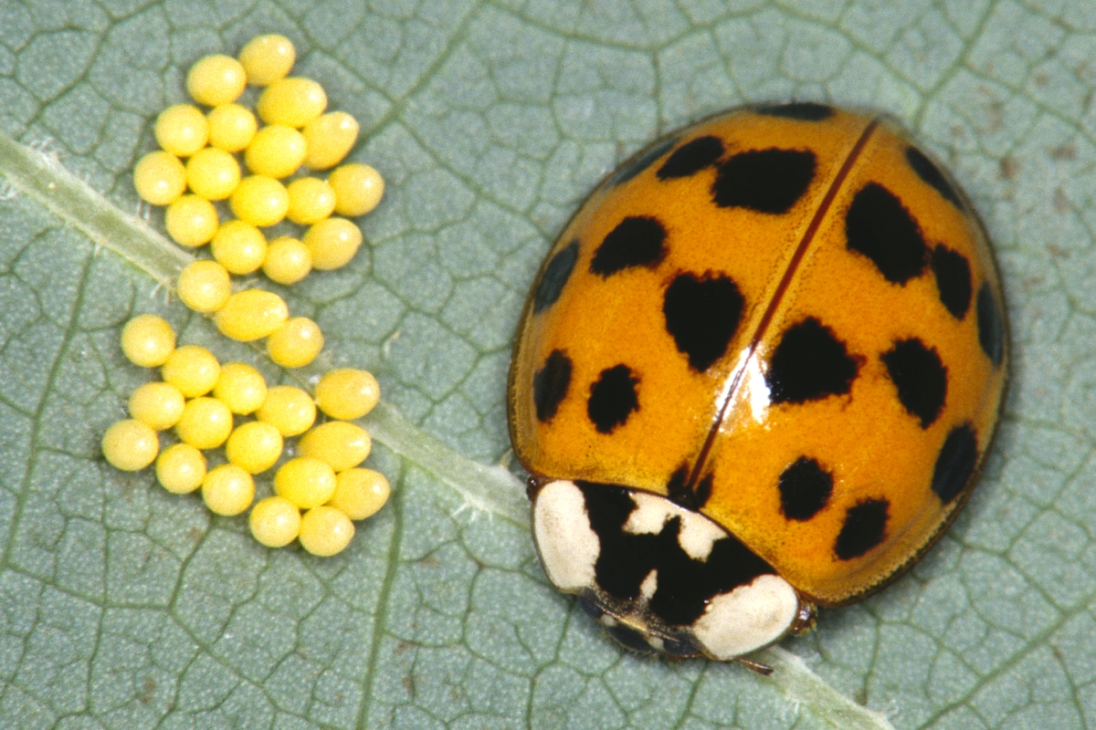 Asian lady beetle and aphids