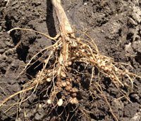 Well-nodulated soybean roots