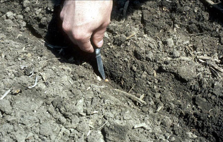 Checking seeding depth during planter set-up