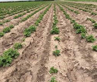  Field of potatoes in southwest Nebraska, late May 2015