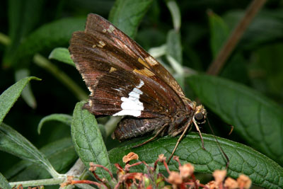 Silver spotted skipper adult
