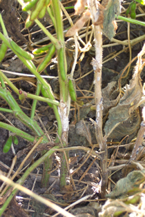  White fungal growth on soybean stems