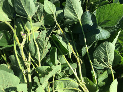 Soybean aphid damage, Dodge County