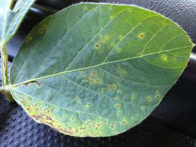 bacterial leaf blight in soybean