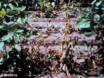 phytophthora in soybean