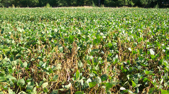 Soybean field with sclerotinia stem rot