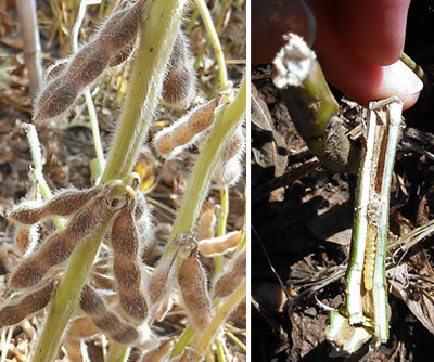 Soybean stem borer damage