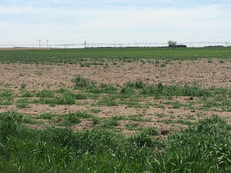 Poor condition wheat in southwest Nebraska