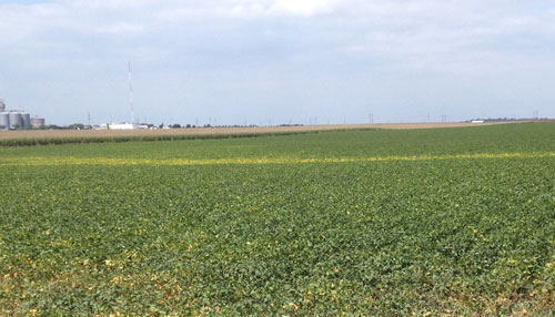 Water-logged soybean field 