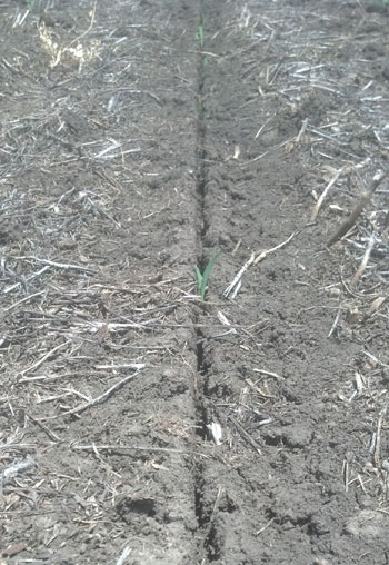 open seed-vee after planting