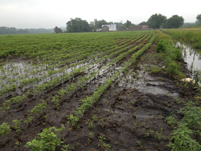 Saturated soils near North Bend