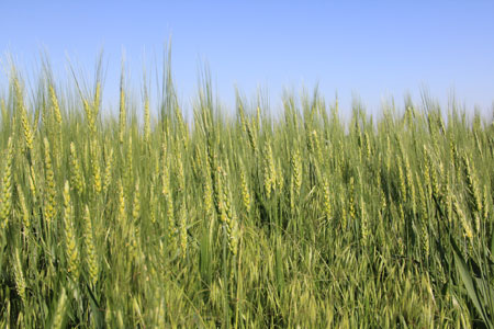 Wheat field in late May in eastern Nebraska
