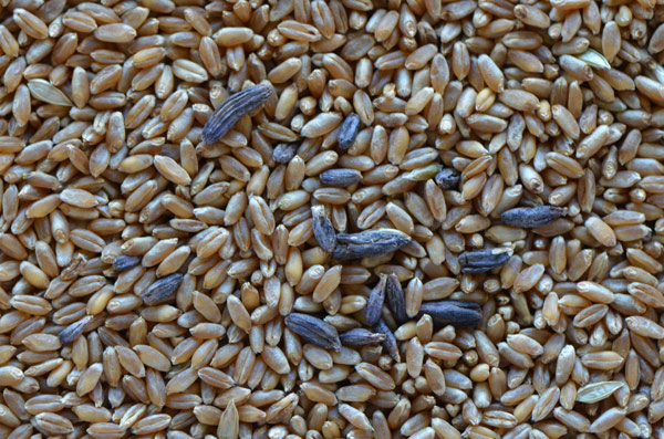 wheat kernels with ergot