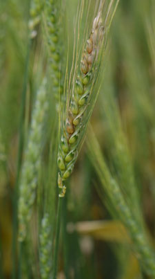 Fusarium head blight in wheat