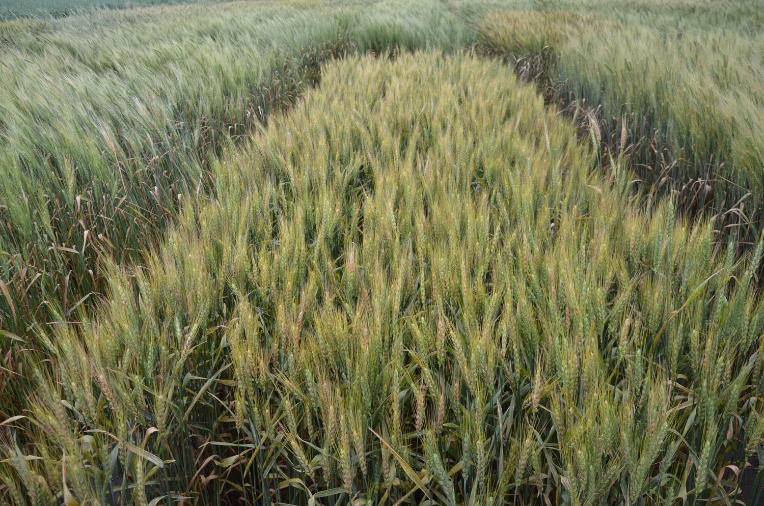 Wheat field with Fusarium head blight
