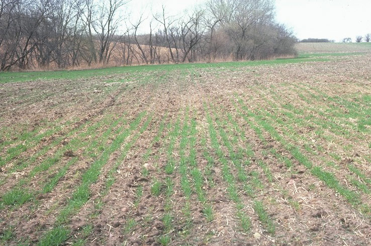 Poor wheat stand due to disease