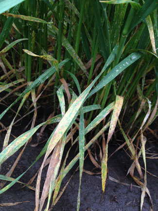 Septoria tritici blotch and powdery mildew in wheat