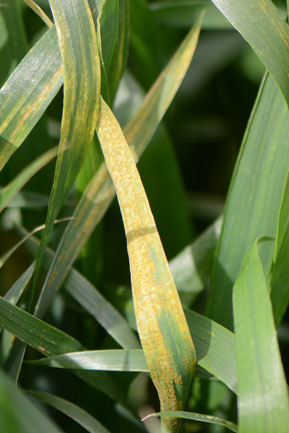 Severe stripe rust in wheat