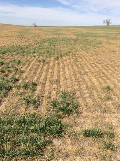 severe winter injury in wheat 2015