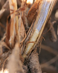 Wheat stem sawfly larva