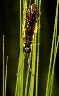 Adult wheat stem sawfly