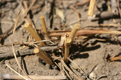 Wheat stubs damaged by wheat stem sawfly