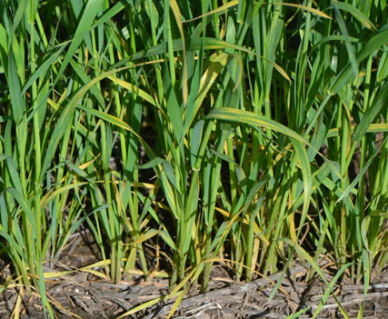Wheat stripe rust in wheat