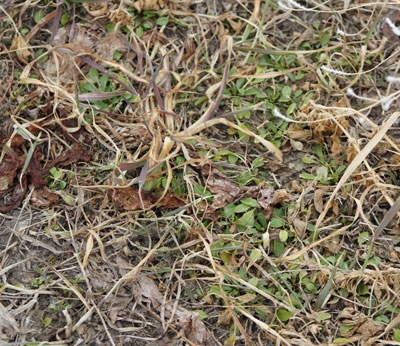 Winter annuals in dormant alfalfa