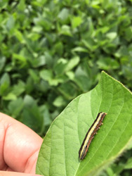yellow-striped armyworm in soybean