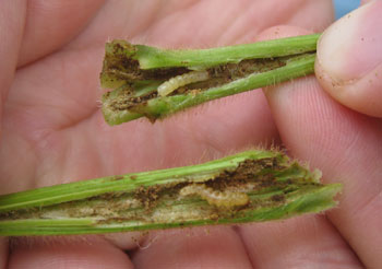 Soybean stem borer