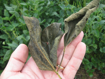 Damage from soybean stem borer