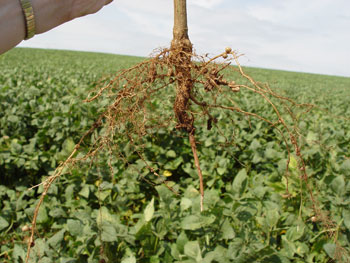 Soybean root damage from sudden death syndrome