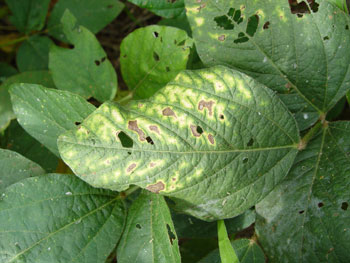 Soybean leaf damage from sudden death syndrome