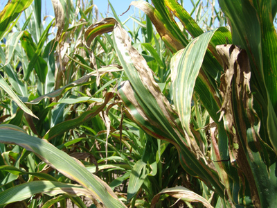 Severe leaf blighting of corn