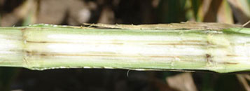 Infected corn stalk