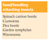Seed and seedling attacking insects
