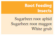 Root feeding insects