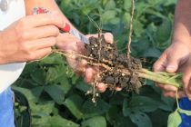 soybean roots with soil