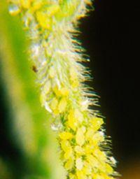 stem with soybean aphids on it