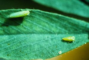 Leafhopper Chemical Control & Insecticide Products