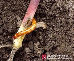 wireworm in sorghum