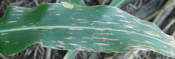 Gray Leaf Spot of Corn