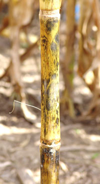 Anthracnose stalk rot of corn