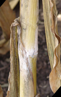 Fusarium stalk rot of corn