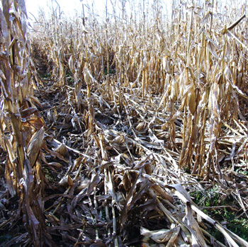 Lodging caused by stalk rot