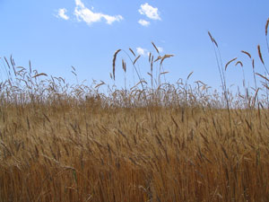 Rye in wheat