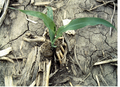 Photo of corn plant growing