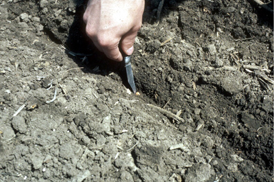 Photo of a farmer checking the seed depth