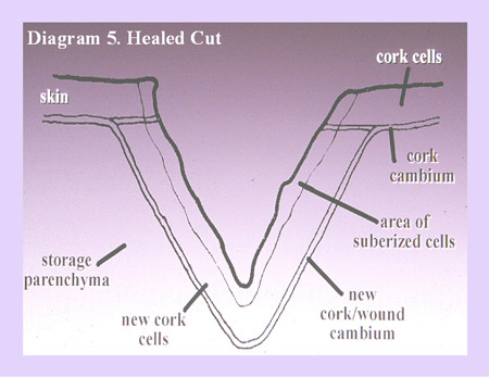 Healed cut